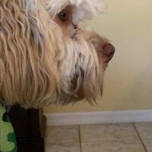 Meet your Posher, Lia